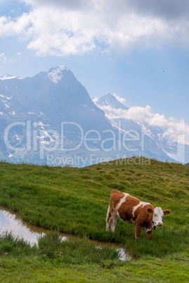 Cows grazing on meadow with mountains in the background. Grindelwald, Bernese Alps, Switzerland Europe