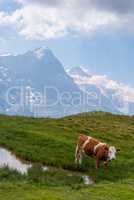 Cows grazing on meadow with mountains in the background. Grindelwald, Bernese Alps, Switzerland Europe