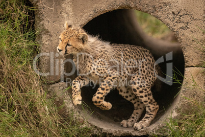 Cheetah cub jumping out from concrete pipe