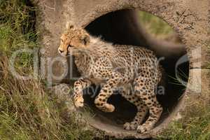Cheetah cub jumping out from concrete pipe