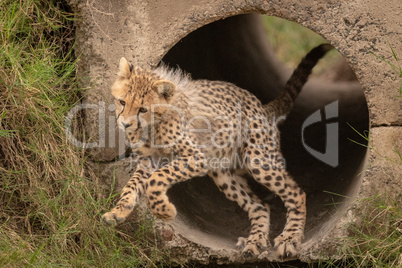 Cheetah cub jumping out of concrete pipe