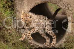 Cheetah cub jumping out of concrete pipe