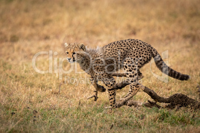 Cheetah cub jumping over log in grass