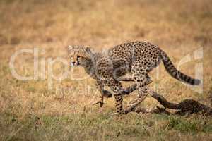 Cheetah cub jumping over log in grass