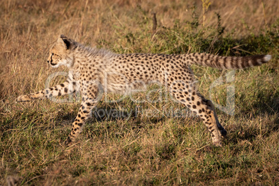Cheetah cub jumping with legs stretched out