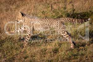 Cheetah cub jumping with legs stretched out