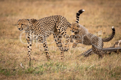 Cheetah cub jumps after mother in grass