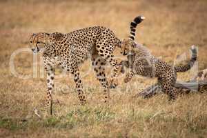 Cheetah cub jumps after mother in grass