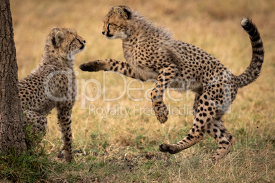 Cheetah cub jumps at another by tree