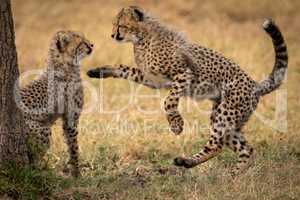 Cheetah cub jumps at another by tree