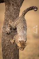 Cheetah cub jumps down from tree trunk