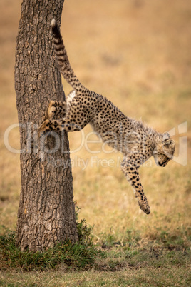 Cheetah cub jumps away from tree trunk