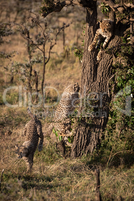 Cheetah cub jumps down tree beside others