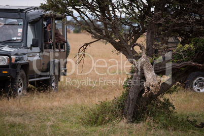 Cheetah cub jumps down tree by trucks