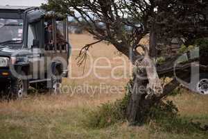 Cheetah cub jumps down tree by trucks