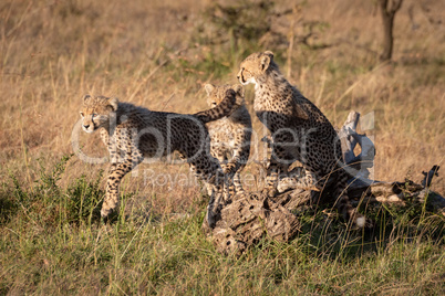 Cheetah cub jumps from others on log