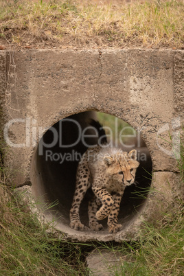 Cheetah cub jumps from pipe into grass