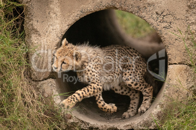 Cheetah cub jumps from pipe towards grass