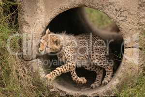 Cheetah cub jumps from pipe towards grass