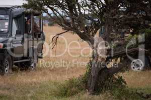 Cheetah cub jumps from tree by trucks