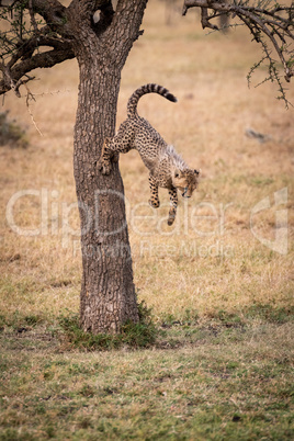 Cheetah cub jumps from tree in grassland