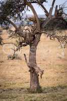 Cheetah cub jumps from tree in savannah