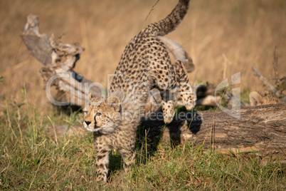 Cheetah cub jumps off log in grass