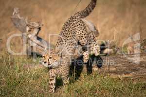 Cheetah cub jumps off log in grass