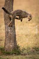Cheetah cub jumps from trunk of tree