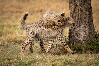 Cheetah cub jumps on another by tree