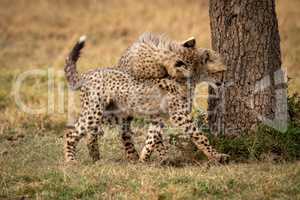 Cheetah cub jumps on another by tree