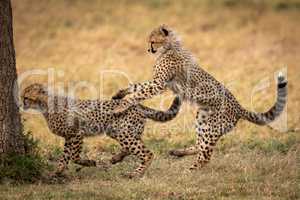 Cheetah cub jumps on back of another