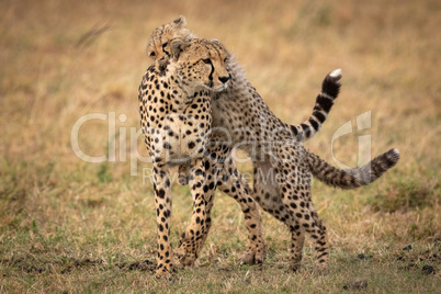 Cheetah cub jumps on back of mother