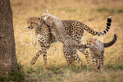 Cheetah cub jumps on mother beside another