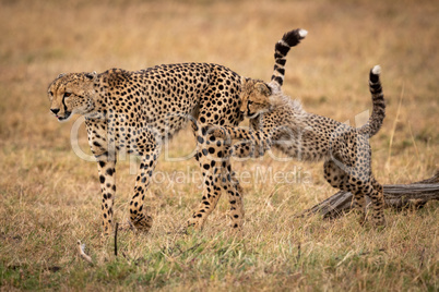 Cheetah cub jumps on mother in grass
