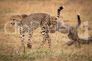 Cheetah cub jumps on mother in grass