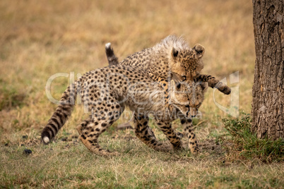 Cheetah cub jumps on shoulders of another