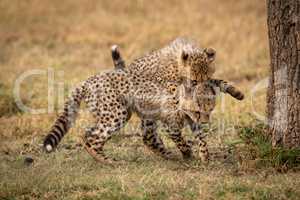 Cheetah cub jumps on shoulders of another