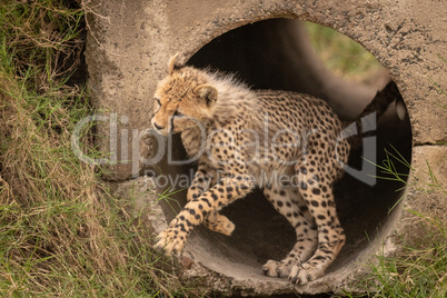 Cheetah cub jumps out of concrete pipe