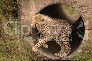 Cheetah cub jumps out of concrete pipe
