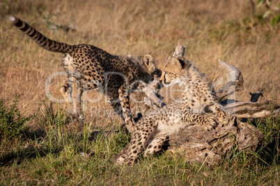 Cheetah cub jumps past another on log