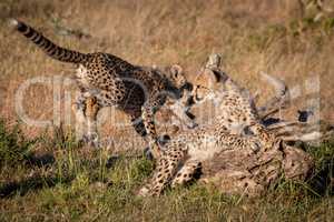 Cheetah cub jumps past another on log