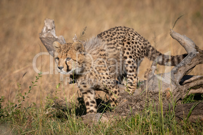 Cheetah cub jumps over log in grass