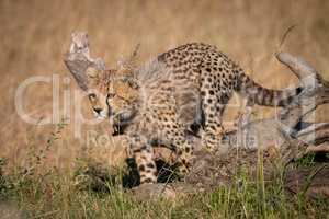 Cheetah cub jumps over log in grass
