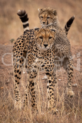 Cheetah cub leaning on back of mother