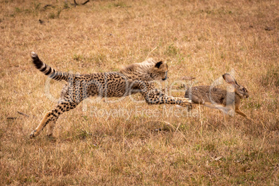 Cheetah cub jumps to catch scrub hare
