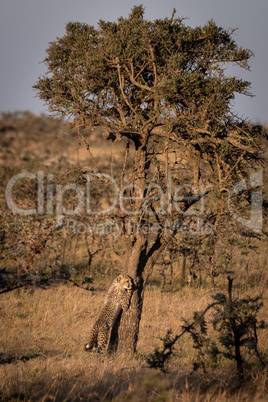 Cheetah cub leaning on tree at dawn Cheetah cub leaning on tree at dawn