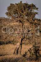 Cheetah cub leaning on tree at dawn