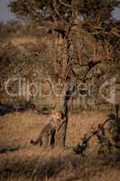 Cheetah cub leans against tree at dawn