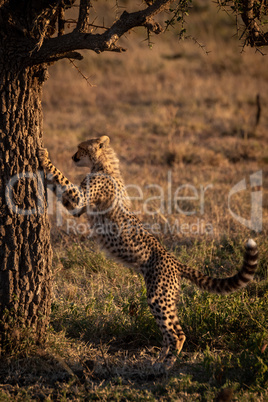Cheetah cub leans on tree at dawn
